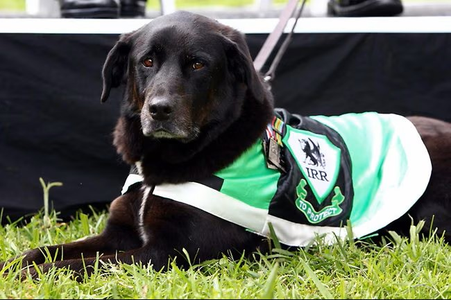 Sarbi – Special Issue Stamp - Australian Special Services Dog Serving in Afghanistan